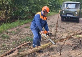 В Лидском районе непогода повредила более 78 га леса