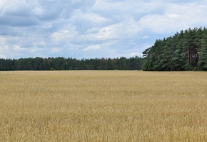 В Гродненской области полностью снят запрет на посещение лесов