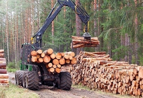 Введены новые правила реализации древесины: теперь физлица смогут покупать деловую древесину напрямую в лесхозах
