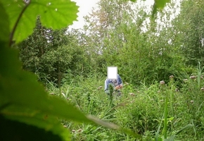 В Лидском районе на поляне росла конопля. Правоохранители установили хозяина