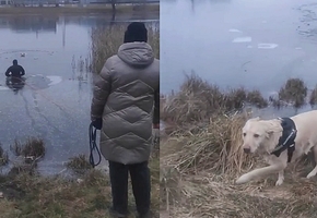 В Лиде спасатели помогли выбраться собаке, провалившейся под лёд