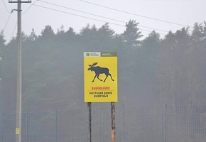 За 9 месяцев на трассе М6 зафиксировано 83 наезда на диких животных