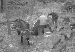 В Лидском районе фотоловушкой на месте преступления поймали одного коня и двух похитителей леса