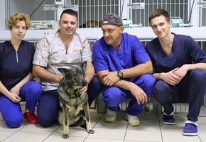 «Ходила на голой кости»: в Лиде собаке без лапы поставили протез