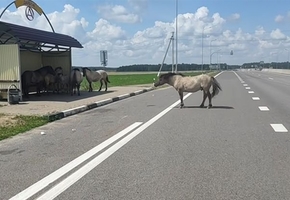 Диких лошадей, гулявших по трассе М6, депортировали обратно в Налибоцкую пущу