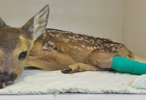 Как в лидском ветцентре косуле приделали отрезанную косилкой ногу, а новогрудский приют стал животному новым домом