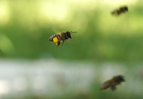 Необычный случай кражи произошёл в Гродненской области: один пенсионер украл у другого… 100 тысяч пчёл
