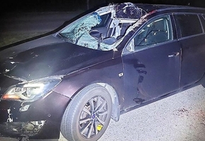 На М6 Opel насмерть сбил лося. Водитель в больнице