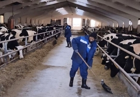 В Лидском районе на животноводческих фермах трудятся мигранты из Эфиопии