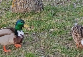 Утиная дискриминация. Интересное наблюдение сделала научная сотрудница Лидского музея