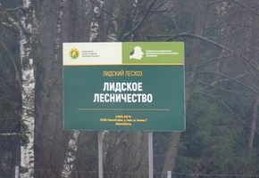 Акцыя «Дай лесу новае жыццё!» пройдзе ў Беларусі з 17 па 24 кастрычніка
