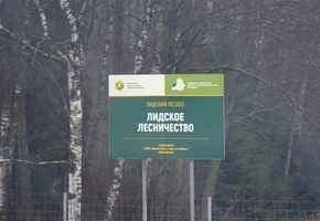 В начале следующей недели в лесхозах Гродненской области планируют приступить к сбору березового сока