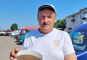 Расторопша, чёрный тмин, пажитник, эхинацея. Фермер из Лидского района рассказал о выращивании трав
