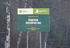В лесхозе рассказали сколько дров продали населению и какова их стоимость