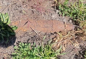 В Лидском районе обнаружен старый артиллерийский снаряд