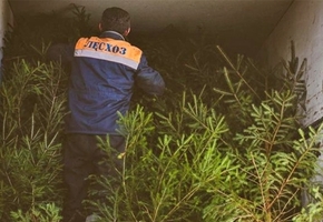 Около 150 елочных базаров начнут работу в Гродненской области 20 декабря. Стоимость елей — от 13,4 руб.