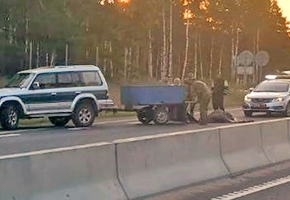 В Лидском районе на трассе М6 сбили лося