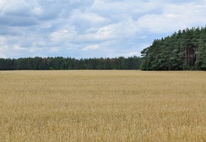 По всей Гродненской области введено ограничение на посещение лесов