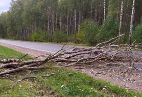 В Лидском районе из-за непогоды было временно нарушено электроснабжение, повалены деревья