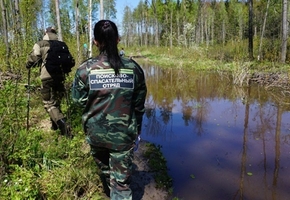 В Гродненской области с начала года в лесах заблудились 19 человек, 7 из них погибли