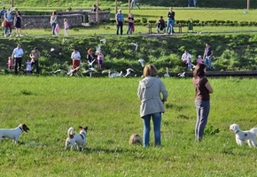 Прописаны новые нормы содержания домашних животных