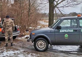 Сотрудники лесного хозяйства совместно с ГАИ и инспекторами охраны природы усилят контроль над незаконной вырубкой елей