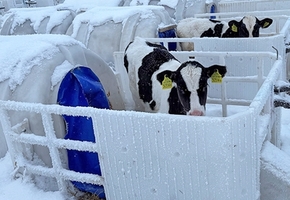 Прокуратура: На ферме филиала «Лидахлебопродукт» телята содержатся в условиях низких температур