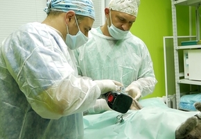 В Лиде впервые в стране сделали операцию по протезированию конечности у животного