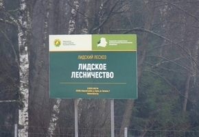 Китай покупает 71% экспортных пиломатериалов лесхозов Гродненской области
