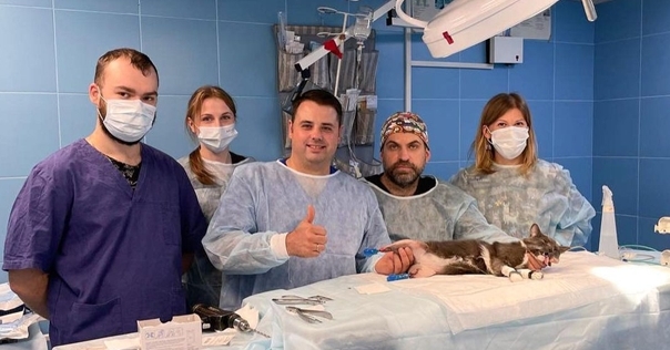 Белорусские ветеринары провели уникальную для нашей страны операцию