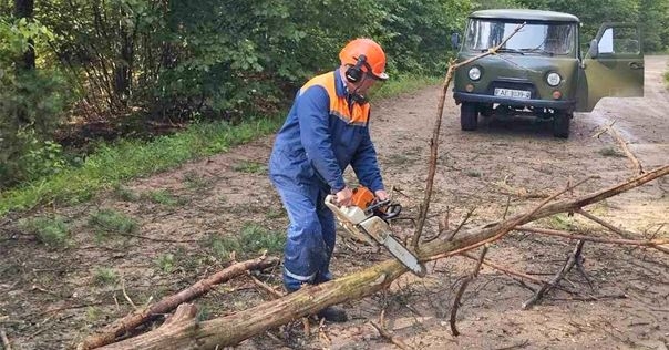 В Лидском районе непогода повредила более 78 га леса