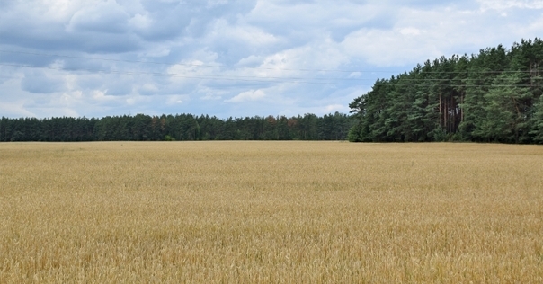 В Гродненской области полностью снят запрет на посещение лесов