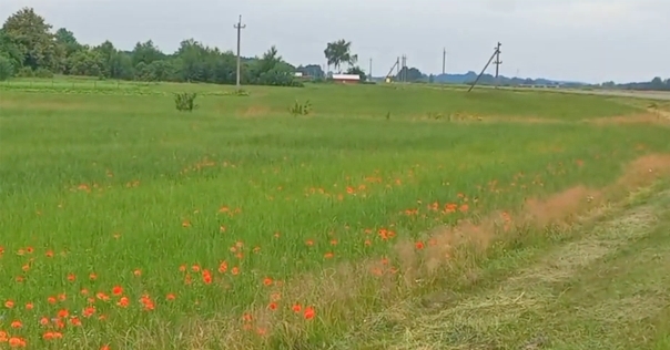 Под Лидой выявлено и уничтожено 237 килограмм дикорастущего мака. Владельцу участка вынесено предупреждение
