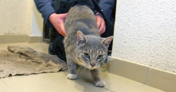 В Лиде мужчина украл еду у соседа, пока тот бегал за своим котом по этажам дома