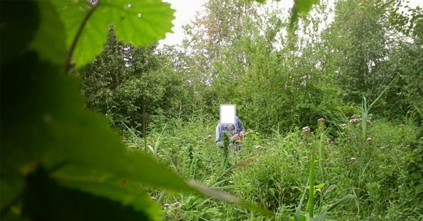 В Лидском районе на поляне росла конопля. Правоохранители установили хозяина