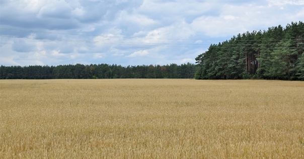 Во всех районах области введены ограничения на посещение лесов
