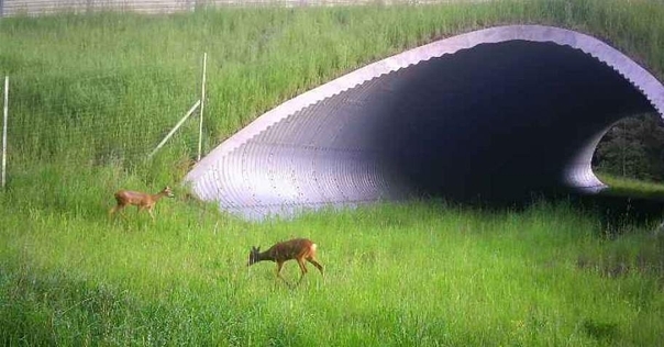 В 2020 году на М6 произошло 96 случаев столкновения диких животных с движущимся транспортом