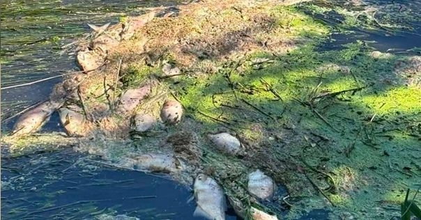В Минприроды отреагировали на беспокойство местных жителей в связи с загрязнением Дитвы