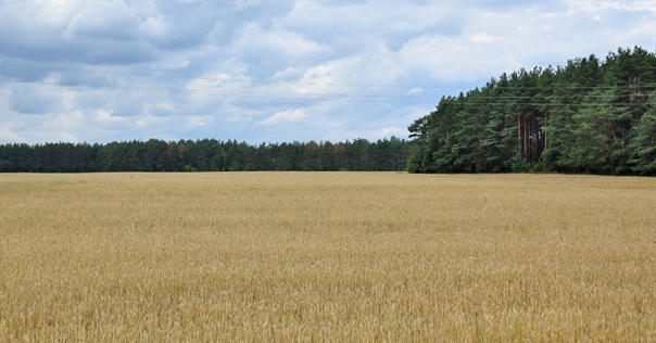 Запреты и ограничения на посещение лесов действуют в 111 районах Беларуси, в том числе Лидском, Вороновском, Дятловском