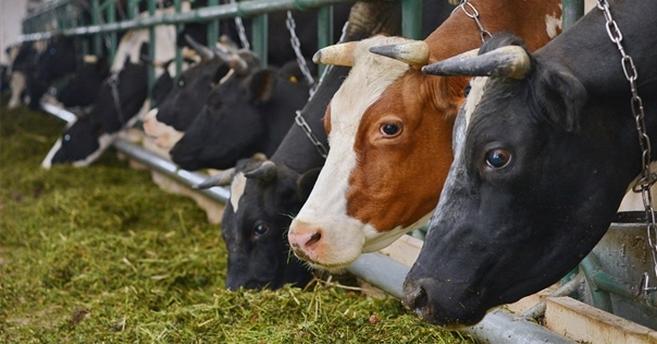 Возбуждены уголовные дела по факту сокрытия падежа скота на предприятиях АПК Гродненской области