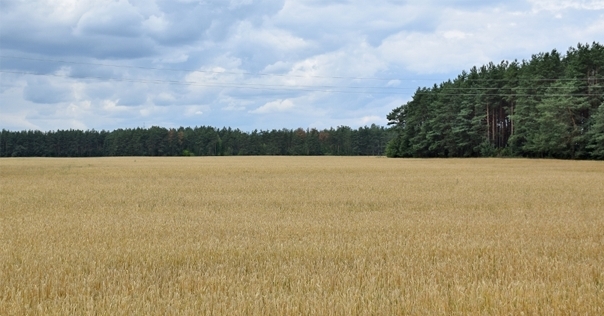 В Гродненской области сняли запреты и ограничения на посещение леса, потом снова ввели