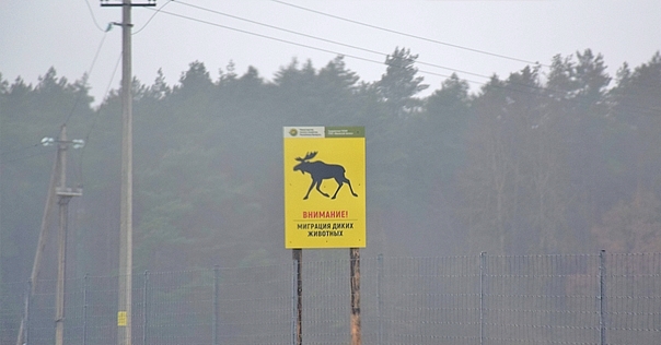 За 9 месяцев на трассе М6 зафиксировано 83 наезда на диких животных