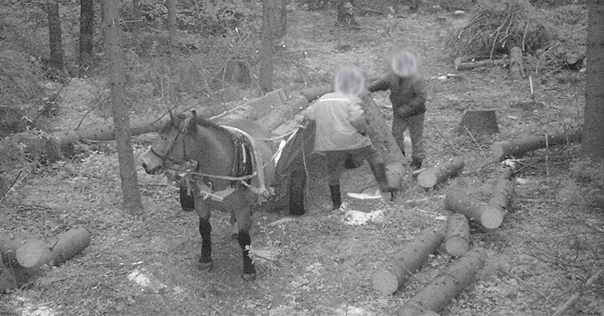 В Лидском районе фотоловушкой на месте преступления поймали одного коня и двух похитителей леса