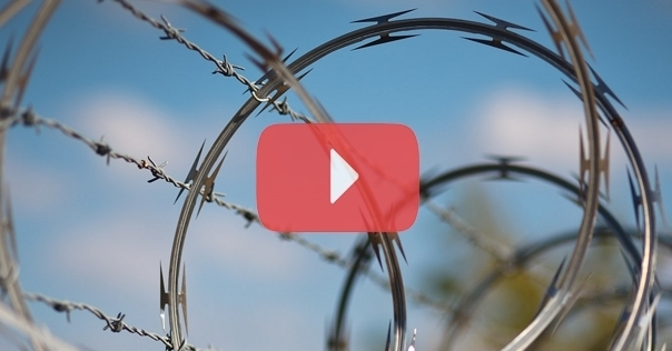 ГПК: лось запутался в колючей проволоке при переходе из Литвы в Беларусь на участке Лидского погранотряда