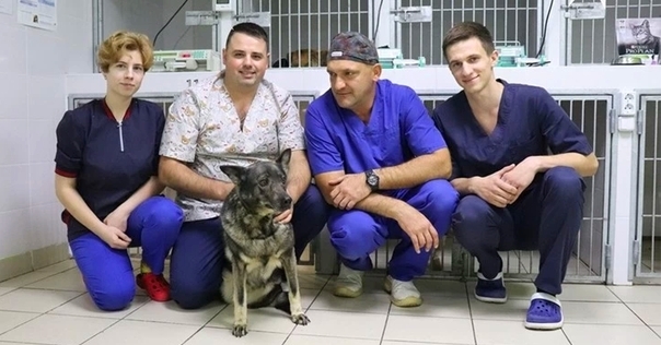 «Ходила на голой кости»: в Лиде собаке без лапы поставили протез
