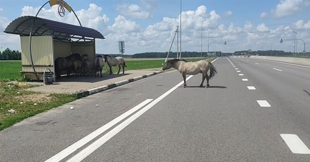 Диких лошадей, гулявших по трассе М6, депортировали обратно в Налибоцкую пущу