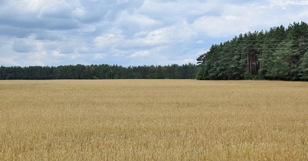 В Лидском районе в лесу потерялась пенсионерка. Работникам МЧС удалось её найти