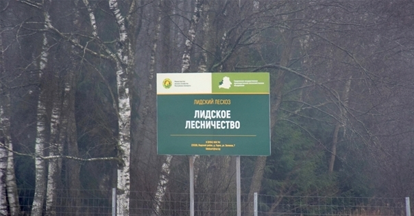 В начале следующей недели в лесхозах Гродненской области планируют приступить к сбору березового сока