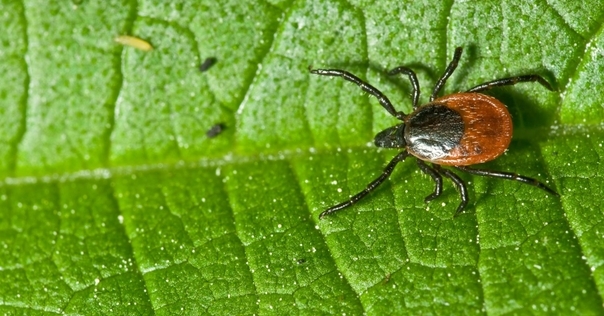 Сезон клещей в разгаре - будьте внимательны!