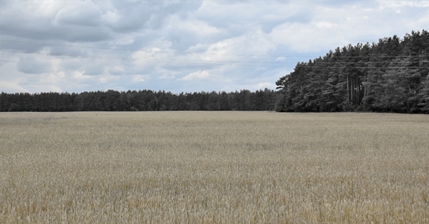 В Вороновском районе пенсионер отправился в лес за грибами и погиб